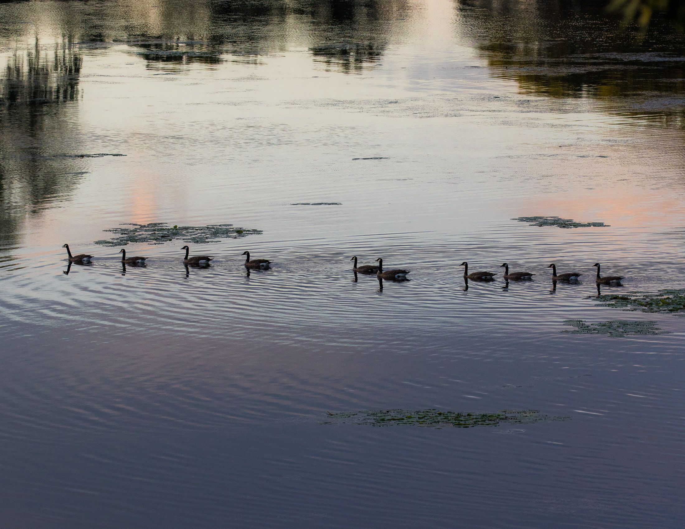 BIRDS OF TOWER LAKES Rollie Waters Photography